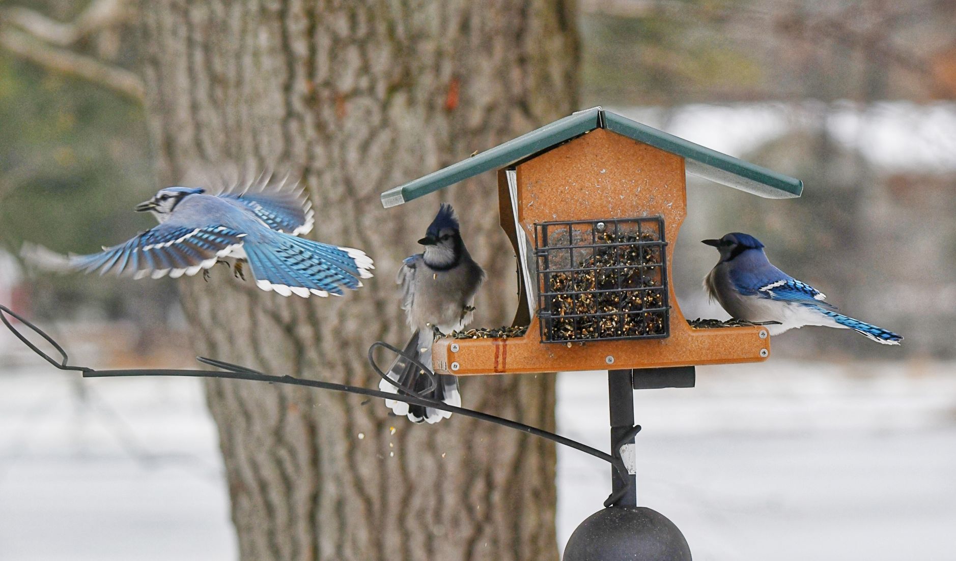 Blue jays